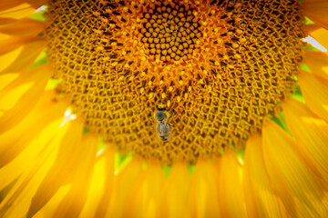 A bee collecting pollen on a sunflower in close-up.