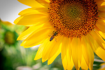 A bee collecting pollen on a sunflower in close-up.