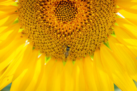 A bee collecting pollen on a sunflower in close-up.