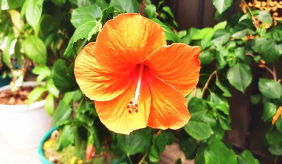 Orange hibiscus flowers, so beautiful, growing in the yard.