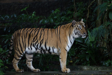 Fototapeta na wymiar Close up Indochinese tiger is beautiful animal and dangerous in forest