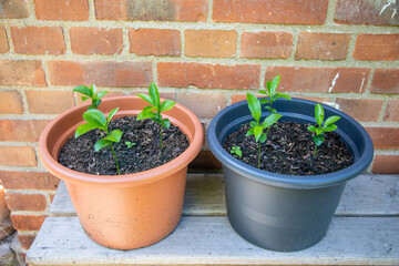Drei Setzlinge wachsen in einem Topf herrrann