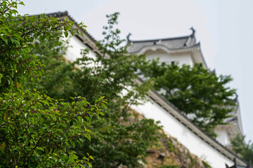 城壁と新緑に囲まれる国宝姫路城