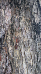 Texture of gray tree bark