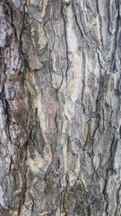 Texture of gray tree bark