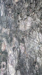 Texture of gray tree bark