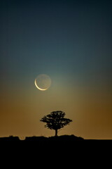 Crescent moon above tree on the horizon