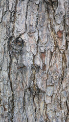 Texture of gray tree bark