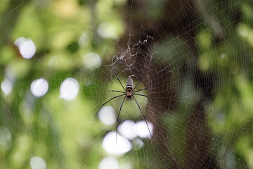 Golden Orb Spinne im Netz