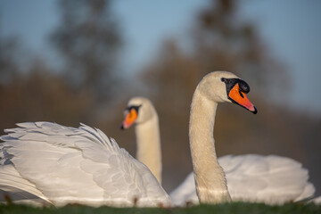 Close up of two swans looking in different directions