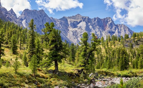 Siberian pines in a mountain valley near ridge