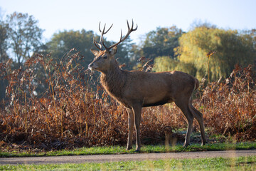 Majestic red deer stag in an autumn setting