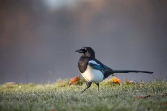 Magpie walking on the grass in beautiful morning light