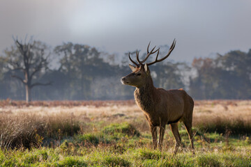 Red deer stag standing proud in the wild