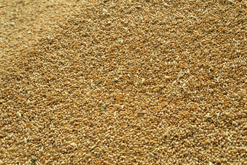 wheat harvest. grain cycle. wealth of the nation. Ukraine.