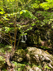 waterfall in the forest