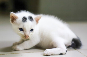 A cute white small kitten with two black dots on her head