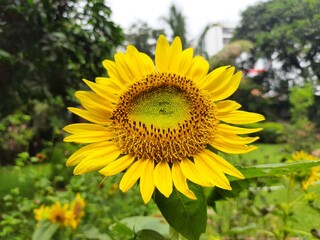 Sunflowers in the garden. Its other name Helianthus. perennial flowering plants of the daisy...