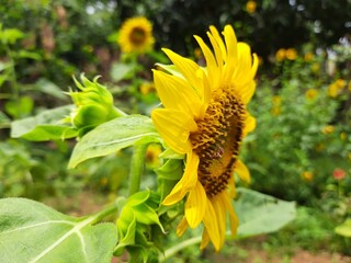 Sunflowers in the garden. Its other name Helianthus. perennial flowering plants of the daisy...