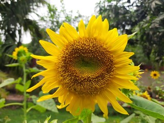 Sunflowers in the garden. Its other name Helianthus. perennial flowering plants of the daisy family. It is a food crops for humans, cattle, and poultry. 
Pure edible oil is extracted from its seeds.