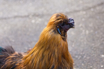Close up of young red black farm rooster.