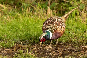 Closeup shot of a ring necked pheasant bird on a field