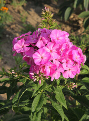 purple flowers of flox plant in the garden close up