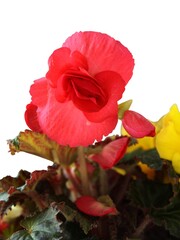 red flowers of begonia potted plant