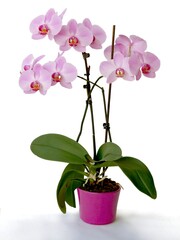 orchid Plaqlaenopsis with purple flowers isolated