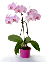 Foto op Canvas orchid Plaqlaenopsis with purple flowers isolated © Maria Brzostowska