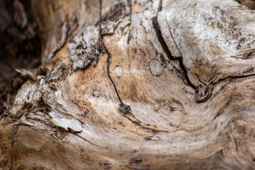 Natural figure of organic wooden grain shows tree details of hardwood surface cut for furniture production in timber and lumber industry sustainable material and renewable resource natural wood grain