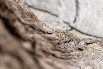 Natural figure of organic wooden grain shows tree details of hardwood surface cut for furniture production in timber and lumber industry sustainable material and renewable resource natural wood grain