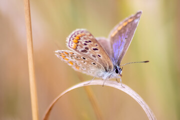 Beautiful butterfly in profile view macro with shiny blurred background bokeh in summer farm field...