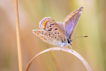 Beautiful butterfly in profile view macro with shiny blurred background bokeh in summer farm field shows its filigree wings with vibrant colors and camouflage insect hiding pollination in wild grass