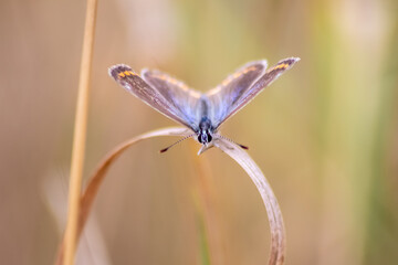 Beautiful butterfly in profile view macro with shiny blurred background bokeh in summer farm field shows its filigree wings with vibrant colors and camouflage insect hiding pollination in wild grass