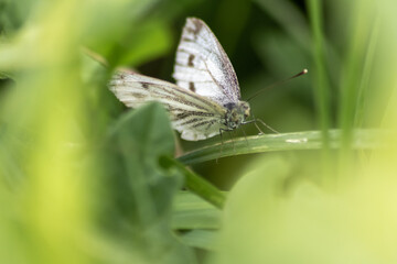 Beautiful butterfly in profile view macro with shiny blurred background bokeh in summer farm field shows its filigree wings with vibrant colors and camouflage insect hiding pollination in wild grass