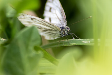 Beautiful butterfly in profile view macro with shiny blurred background bokeh in summer farm field shows its filigree wings with vibrant colors and camouflage insect hiding pollination in wild grass