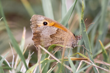 Beautiful butterfly in profile view macro with shiny blurred background bokeh in summer farm field shows its filigree wings with vibrant colors and camouflage insect hiding pollination in wild grass