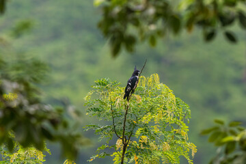 Black baza (Aviceda leuphotes) at Rongton, West Bengal, India