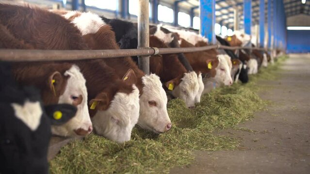 Calves consume feed on the farm.
In the fattening farm, the calves eat grass and consume feed.
