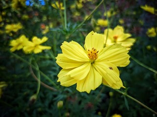 yellow flower in the garden