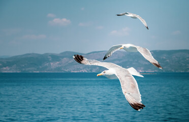 Fototapeta na wymiar Seagull flying over the sky of Greece