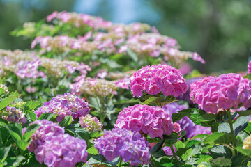 蜻蛉池公園内にあるあじさい園で満開に咲くあじさい