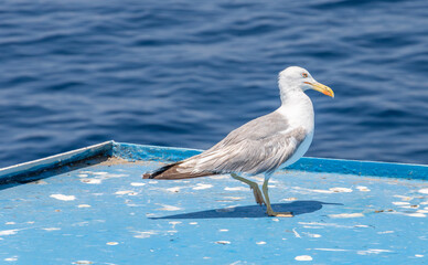 Seagull perched on a ship