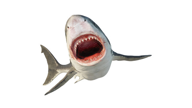 White shark is a marine predator with a large mouth and teeth. On the white background.