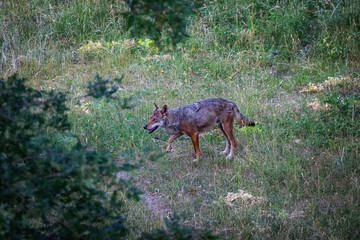 Italian wolf, Canis Lupus Italicus, unique subspecies of the indigenous gray wolf. Adult specimen taken in the forest.