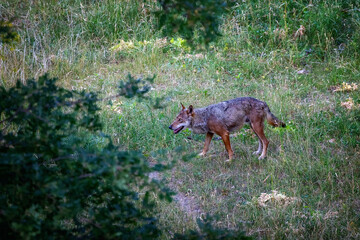Italian wolf, Canis Lupus Italicus, unique subspecies of the indigenous gray wolf. Adult specimen taken in the forest.
