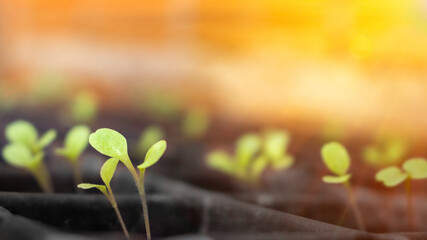 plant growing in a vegetable garden