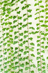 background with white wall with ivy
