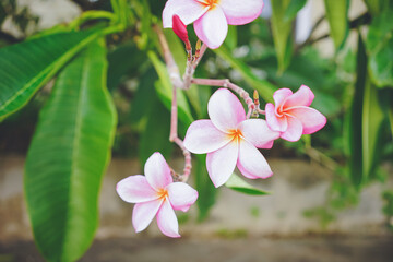 プルメリアのピンク色の花の写真 沖縄県の離島宮古島